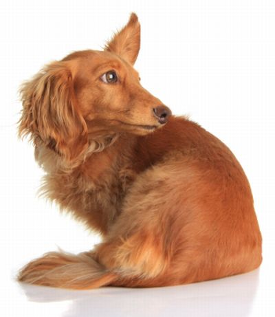 Hear Your Real Estate Blog Articles As They Happen